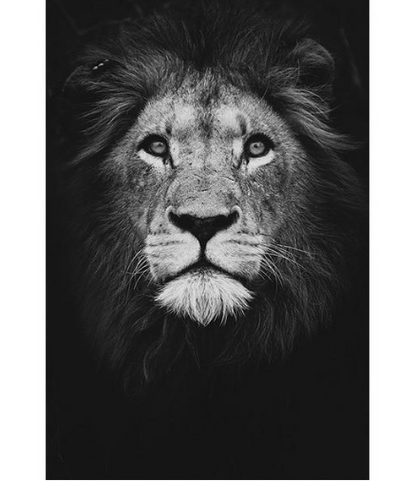 Great Animals Canvas Wall Art NO FARME