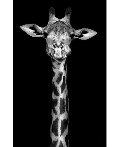 Great Animals Canvas Wall Art NO FARME