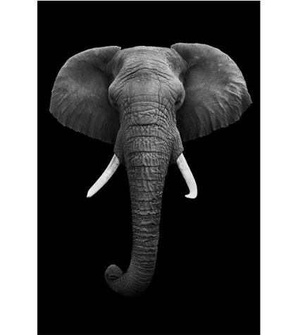 Great Animals Canvas Wall Art NO FARME