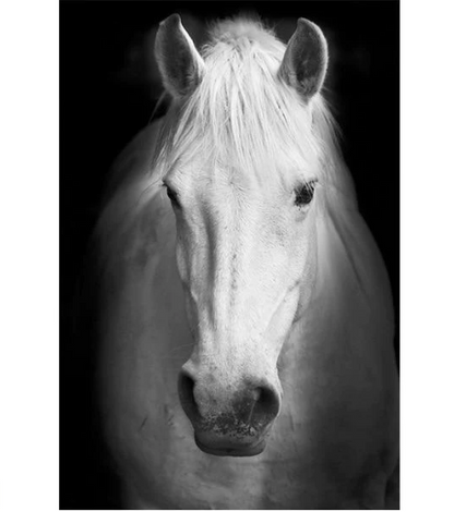 Great Animals Canvas Wall Art NO FARME